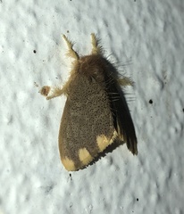 Orvasca subnotata