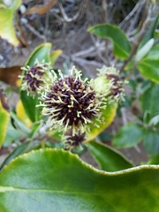 Macrolearia colensoi