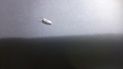 Lepidocyrtus paradoxus