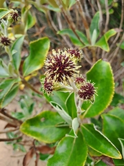 Macrolearia colensoi