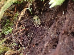 Neopantopsalis pentheter
