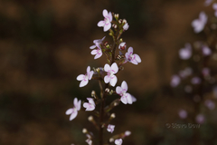 Stylidium confluens