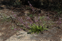 Stylidium confluens