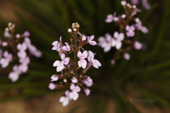 Stylidium confluens