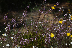 Stylidium confluens