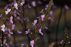 Stylidium confluens