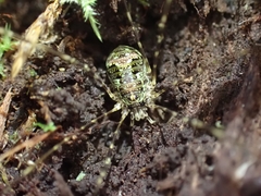 Neopantopsalis pentheter