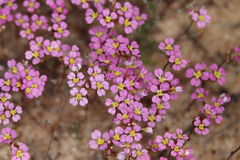 Levenhookia leptantha