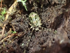 Neopantopsalis pentheter