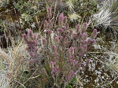 Neobartsia