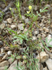 Hippocrepis ciliata