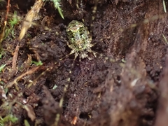 Neopantopsalis pentheter