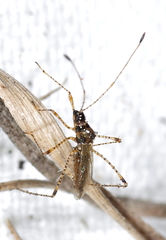 Gampsocoris