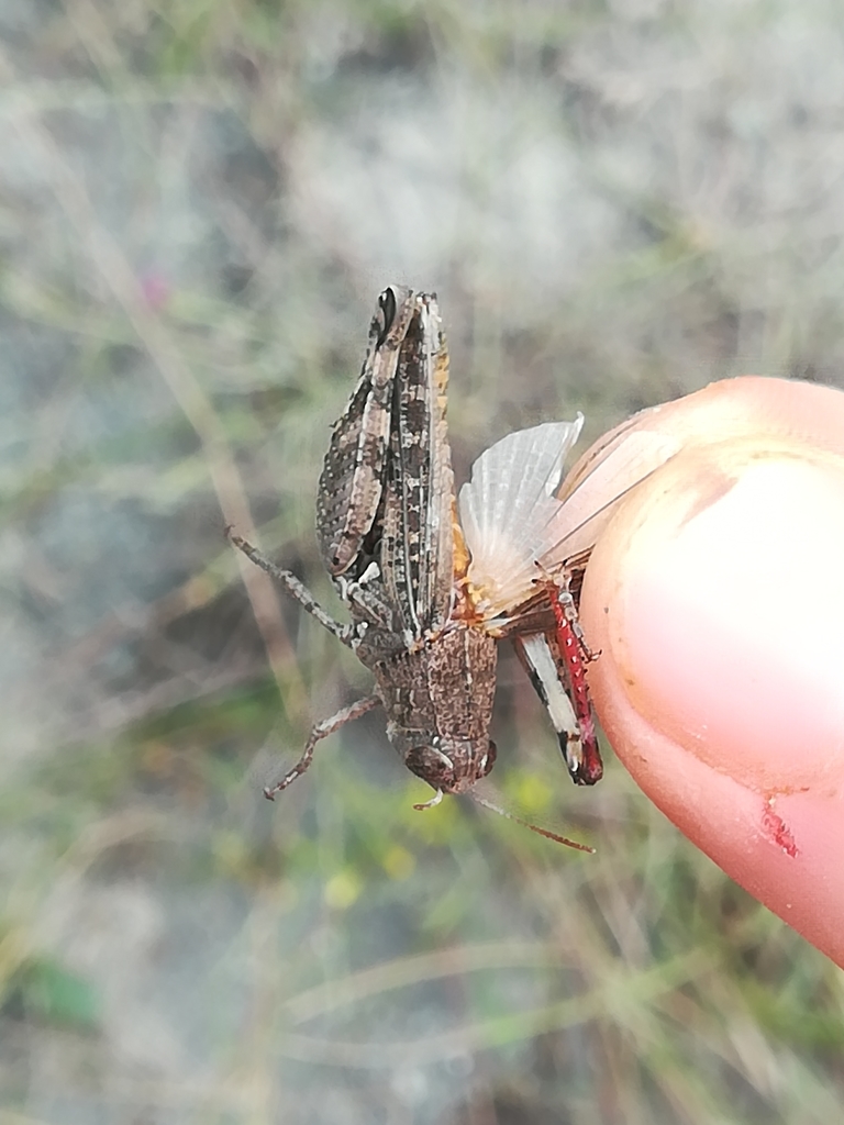 Pygmy Pincer Grasshopper