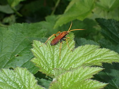 Cryptocheilus australis