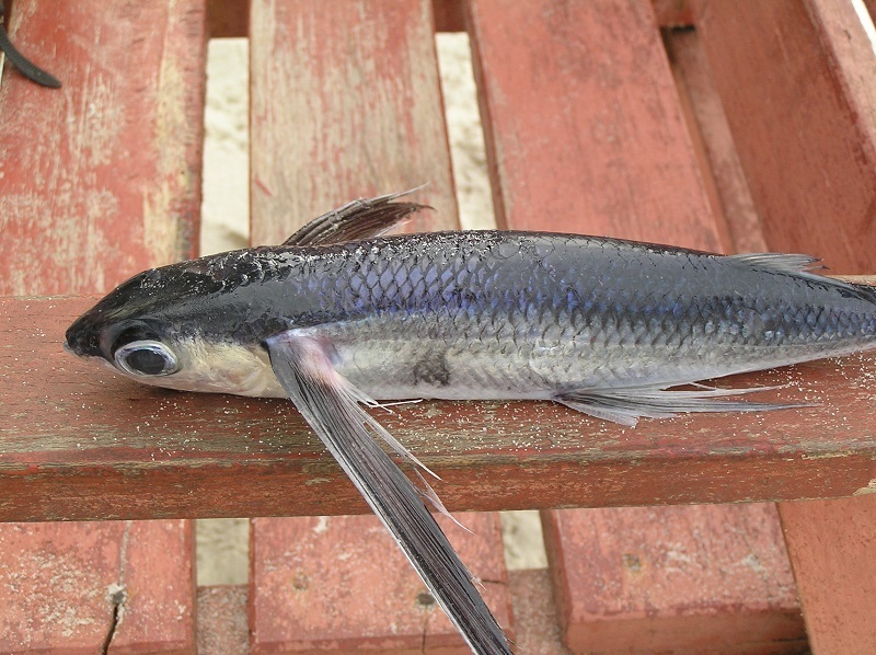 Blackwing Flyingfish