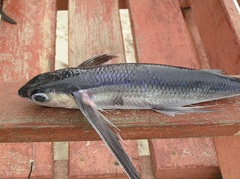 Exocoetidae
