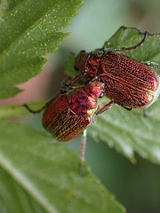 Diphucephala