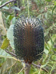 Banksia robur