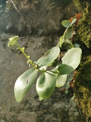 Hylotelephium caucasicum