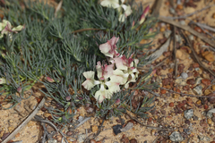 Lechenaultia macrantha