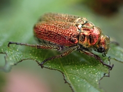 Diphucephala