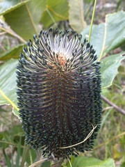 Banksia robur