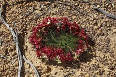 Lechenaultia macrantha