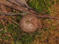 Amphibolips confluenta