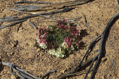 Lechenaultia macrantha