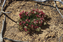 Lechenaultia macrantha