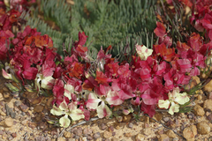 Lechenaultia macrantha