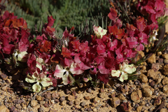 Lechenaultia macrantha