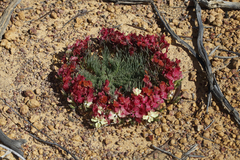 Lechenaultia macrantha