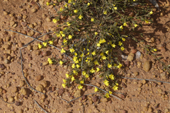 Orianthera flaviflora
