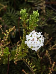 Pimelea carnosa