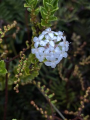 Pimelea carnosa