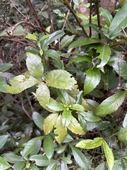Sarcandra glabra
