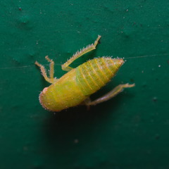 Iassinae