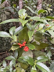 Sarcandra glabra