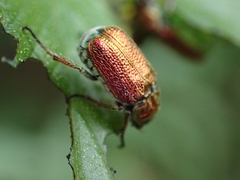 Diphucephala