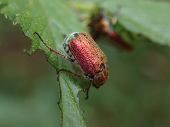 Diphucephala