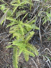 Dicranopteris pedata