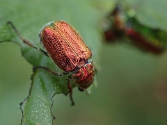 Diphucephala