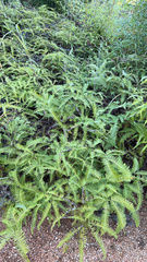 Dicranopteris pedata