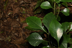 Auranticarpa rhombifolia