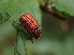 Diphucephala