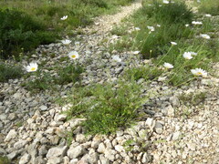 Anthemis cretica gerardiana