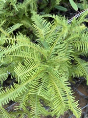 Dicranopteris pedata