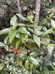 Sarcandra glabra
